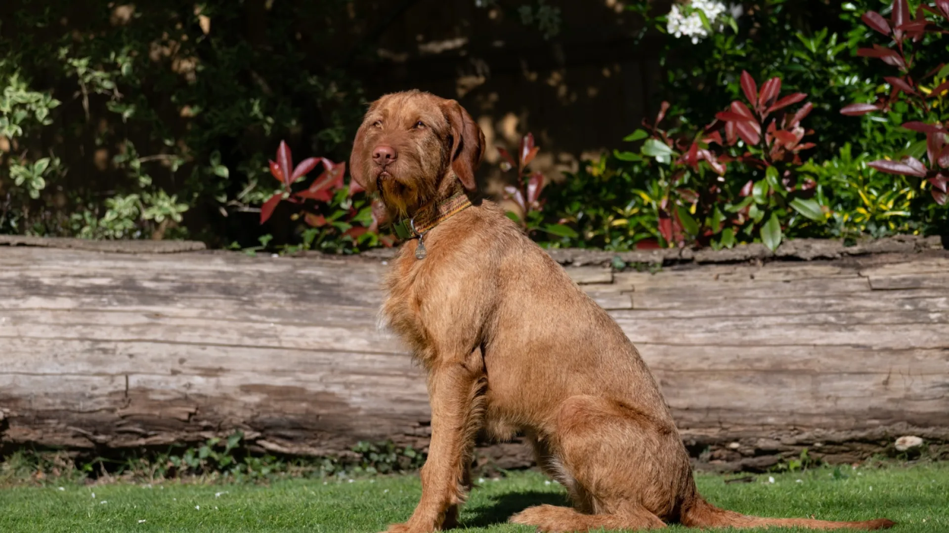 Hungarian Wirehaired Vizsla